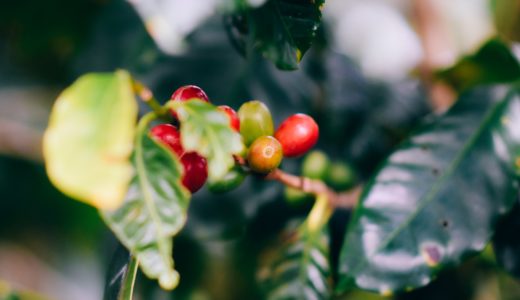 コーヒーは何科の植物なの？アラビカ種とカネフォラ種の違いは？