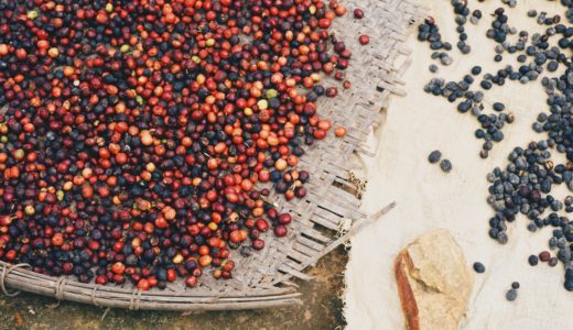 コーヒーの非水洗式と水洗式の精選って何が違うの？