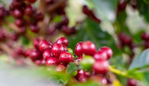 コーヒーチェリーって美味しいの？コーヒーチェリーを使った4つの商品を紹介！