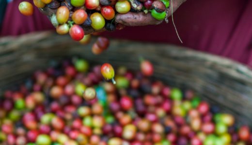 ムンドノーボ種とはどんなコーヒー？品種の特徴と歴史について解説！