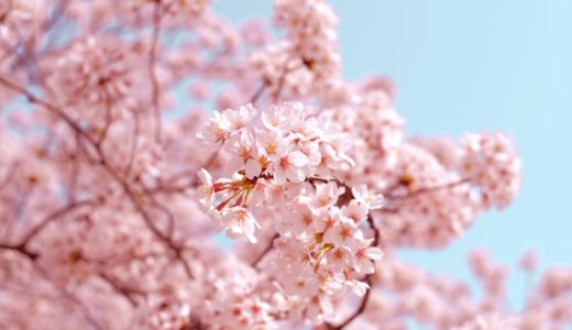 【2024年版】スタバのSAKURAシリーズについて！桜シリーズの歴史や今年発売のアイテム