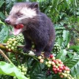 ジャコウネコの糞から作られるコーヒー「コピ・ルアク」って汚くないの？